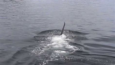 Whales that are found in both northern and southern hemisphere never meet or breed together. Baby Killer Whale - YouTube