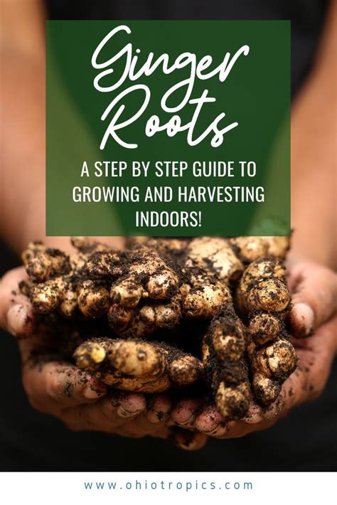 I prefer to use the method shown below because there is more information here on choosing the best ginger for growing. How to Grow and Harvest Ginger Indoors Step-by-Step ...