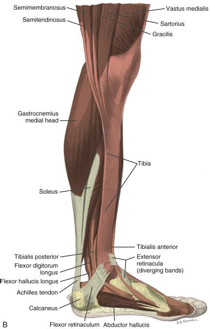 Low leg/foot bones, ligaments, and movements. Left Leg Ligaments : Ankle Ligaments - Foot & Ankle ...
