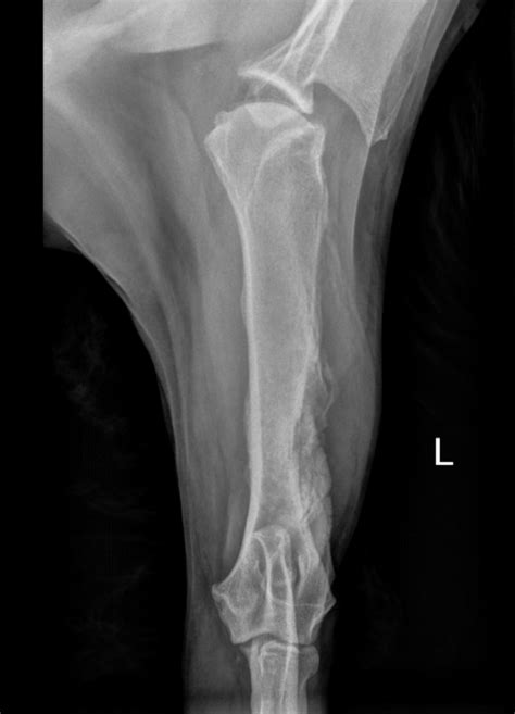 Multiple myeloma is a monoclonal gammopathy and is the most common primary malignant bone neoplasm in adults. Multiple Myeloma in Dogs & Cats - A Cancer of the Immune ...