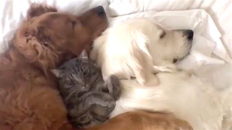 Maybe you would like to learn more about one of these? Watch this adorable cuddle session between 2 dogs and a cat