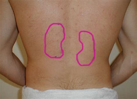 Learn about the main tissue types and organ systems of the body and how they work together. Kidney Pain - Location, Causes, Treatment, Diagnosis