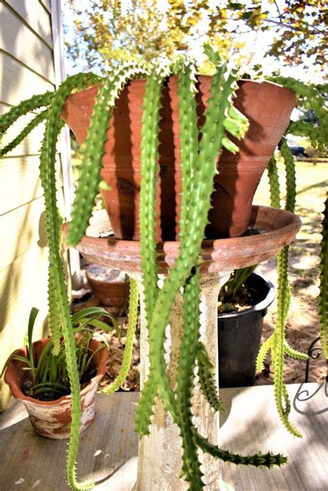 Unlike other cacti, the christmas cactus (schlumbergera x buckleyi) and its relatives don't live in hot, arid environments such as deserts or plains. Huernia schneideriana A.k.a Red Dragon Flower Care and ...