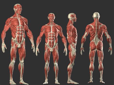 Which is the best description of the back muscles? Male Anatomy, Kevin Cayuela (KevinHeiwart) | Man anatomy ...