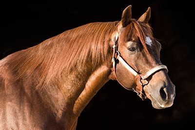 1st dam chers shadow, by peptoboonsmal. In the Stats: NCHA Summer Spectacular - Quarter Horse News