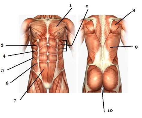 A healthy torso has symmetrically developed muscles. Label Major muscles of Torso Quiz - By STCCI11