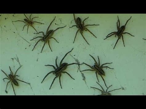 Jetzt kämpfen australiens landwirte gegen die nächste plage biblischen ausmaßes: Spinnenplage Australien 2021 - adesectin schützt 3-6 ...