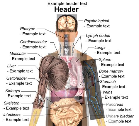 Doctors usually list dozens of organs, though the definition of an organ varies from expert to expert. Organ Diagram Male