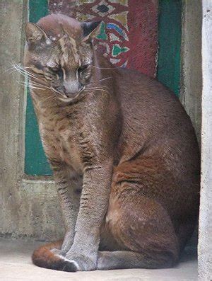 This golden cat, viewed by a camera trap, stops by a water hole in sumatra. Asian golden cat | The Animal Facts