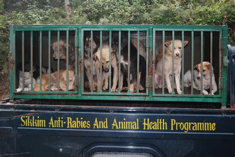 Animals name in hindi & english. The SARAH program stops rabies in Sikkim, India | Global ...