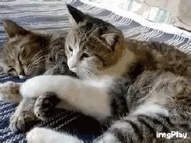 Bite plus bunny kick can mean one of two things. Cats Cuddling GIFs | Tenor