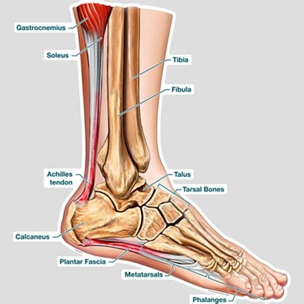 Rehabilitation of running biomechanics online course: BodyPartChart Cross Section of the Foot - Labeled ...