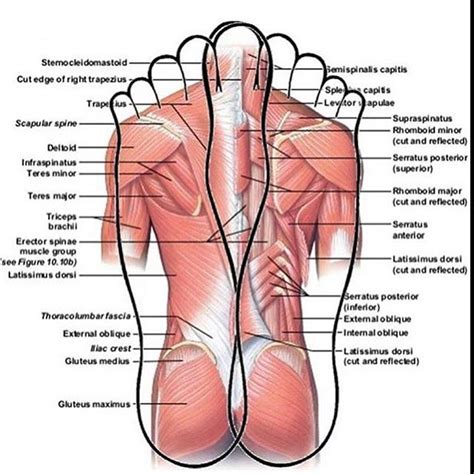 Get massagers from target to save money and time. Here the muscles are shown, so neat. #muscles #reflexology ...
