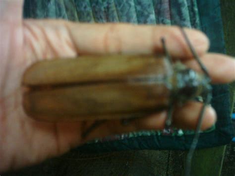 What kind of bug is this location: Root Borer from the Philippines - What's That Bug?