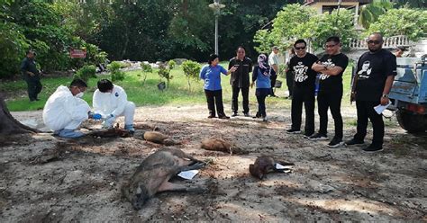 Cara dia mengendali isu dengan orang kampung melampaui batas dengan bahasa dan cara pertuturannya juga tidak boleh diterima rakyat sama sekali! Norhizam Hassan Baktee Diiktiraf 'Juara Penembak Babi ...