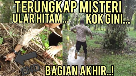 Bagi yang bermimpi ini artinya sangat buruk, karena anda akan mendapat masalah karena orang iri dengan usaha anda. Misteri ular hitam selesai,serangan nya cepat bangettt ...