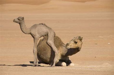 The bactrian camel, also called bactrian bactrian camel or (camelus ferus ) is a species of mammal of the camel family ( camelidae ). 21 Animals You Rarely See As Babies | Animals beautiful ...