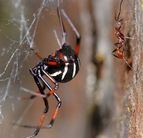 If you do see the spider, it will be shiny and black (in the united states that is, but brown in most other. Latrodectus variolus - Wikipedia