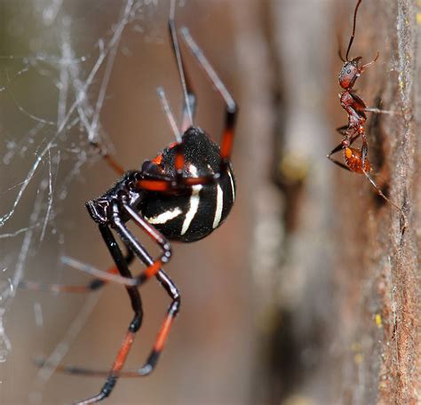 When the female black widow spider matures, it features a black and shiny coat, with a distinctive red hourglass mark along the underside of the. Latrodectus variolus - Wikipedia