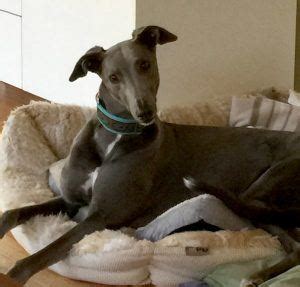 However, there have been records that support 18 years. Q&A: What makes Greyhounds such great pets? - Greyhounds ...