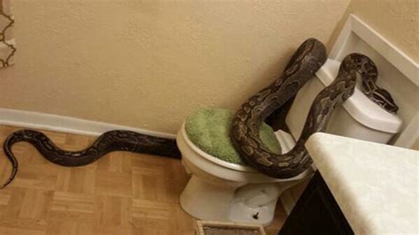 Search the immediate area around your house. Woman gets slithery surprise when she finds a 12-foot ...
