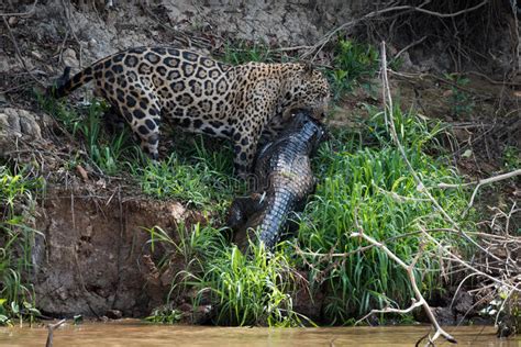After unboxing, i charged my 3 cp using the powerbank. Jaguar Hauling Yacare Caiman Along River Bank Stock Photo ...