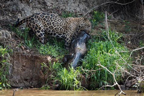 A diamond select toys release! Jaguar Hauling Yacare Caiman Along River Bank Stock Photo ...