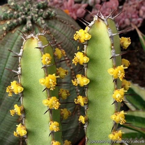 Euphorbia meloformis (melon spurge) is a dwarf succulent with green spineless stems that grow up euphorbia suppressa. Euphorbia lydenburgensis | Euphorbia, Succulents, Cactus ...