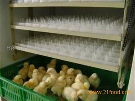 While muscovies are hardy and healthy, they do require some specific care that differs from your typical house pet. Domestic duck egg incubator hatching machine AWF31 ...