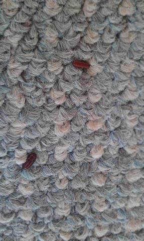 Zu den häufigsten ungebetenen gästen gehören die larven des speckkäfers (dermestidae): Braune Kokons auf dem Teppich und unter Möbelstücke (Tiere ...