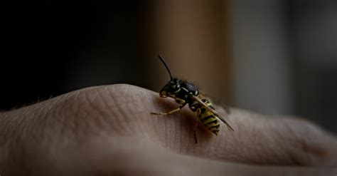 From bed bugs, cockroaches or termites to raccoons, birds, bats and more. 2021 Wasp Exterminator Cost: Wasp Removal Cost Explained