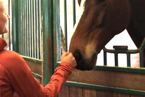 Team h&ms malin baryard and peder fredricson, both olympic medalists in showjumping, will give you nine lessons. Kolla klippet: Stall-tour hos Malin Baryard | Ridsport