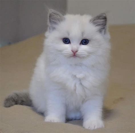 Find ragdolls kittens & cats for sale uk at the uk's largest independent free classifieds site. Pedigree Ragdoll Kittens FOR SALE ADOPTION from Waikato ...