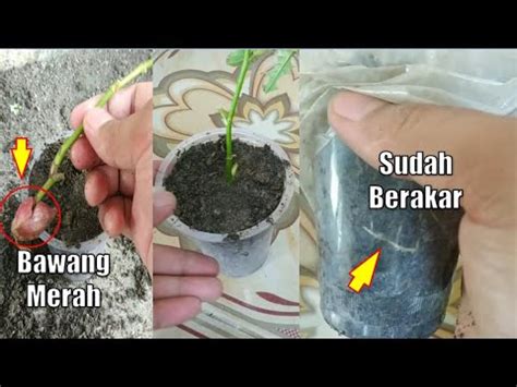 Tanam secara tegak dan sisakan ujung bawang secara tidak tertimbun. CARA STEK BUNGA MAWAR PAKAI Bawang Merah, CEPAT TUMBUH ...