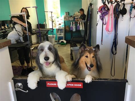 We provide all the services you and your pet will need including: Shampooch Pet Grooming | Gallery