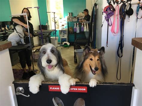 Pet groomer in ypsilanti, michigan. Shampooch Pet Grooming | Gallery