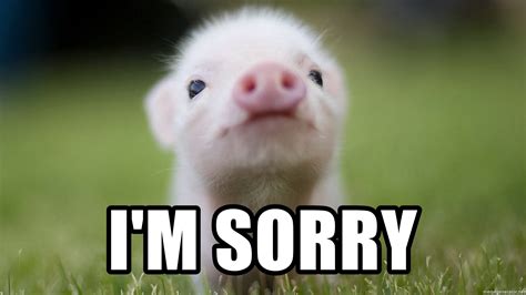 Razercon is back on october 21st to bring an epic entertainment experience for our fans! I'm Sorry - cute pig | Meme Generator