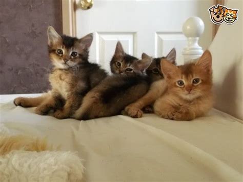 Information about abyssinian kitties is not much but is pulished clearly and in details. Somali Kittens for sale | Abyssinian cats, Abyssinian ...