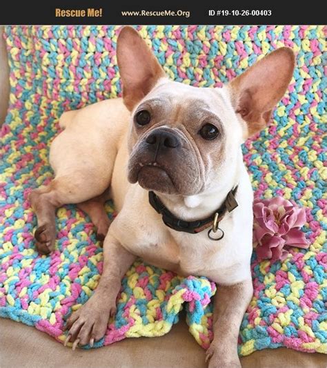Vivelafrenchies is family breeder with over 10 years experience that specializes in only french bulldogs. ADOPT 19102600403 ~ French Bulldog Rescue ~ Los Angeles, CA