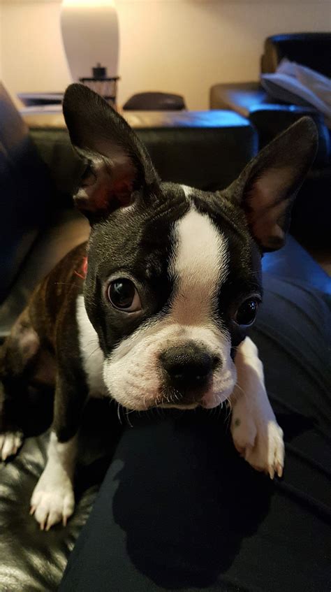 Maybe you would like to learn more about one of these? Pin on Boston Terriers