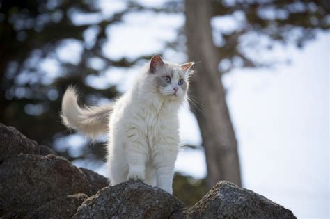 As i talked to fellow calico cute kittens ragdoll kittens bengal cats pretty cats beautiful cats pretty kitty gato calico calico cats pictures of willa a domestic shorthair for adoption in sacramento, ca who needs a loving home. Ragdoll Cats Cat Breed Information, Pictures ...