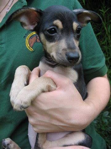 Der chihuahua, auch liebevoll chi genannt, ist eine temperamentvolle und lebhafte rasse mit sehr viel mut. Zwergpinscher Chihuahua Mix Ausgewachsen - Pets Lovers