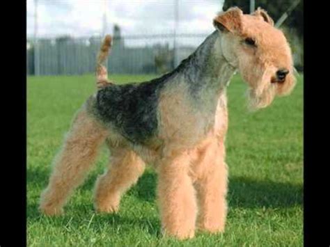 Feel free to browse hundreds of active classified puppy for sale listings, from dog breeders in pa and the surrounding areas. Lakeland Terrier ~ Puppies for Sale, by Pets4You.com - YouTube