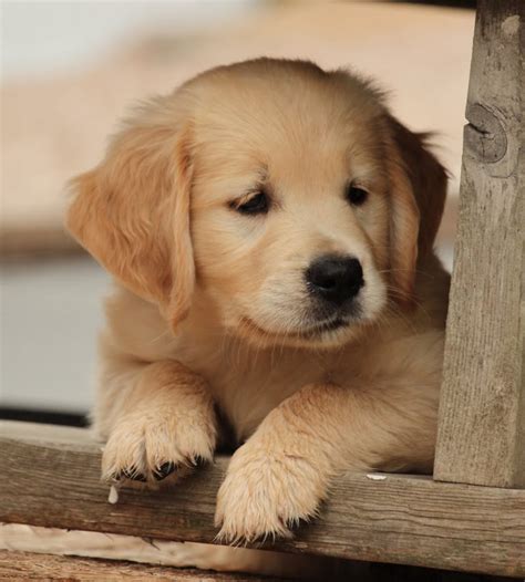 Health problems your golden retriever may have. 29 Top Photos Golden Retriever Puppies Middlebury Vt ...