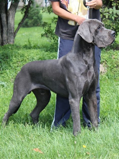 Their intimidating size successfully intimidates unwanted strangers, they are elegant in appearance and they demand only moderate related searches: Lean on me Blue European Great Dane Kennel Hungary - Blue ...