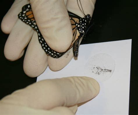 Monarchs are known for their long annual migrations. Project Monarch Health: Studying Disease in Wild Monarchs
