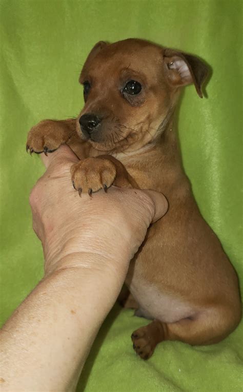 Browse cute pups for sale listed near you. Miniature Pinscher (Min-Pin) puppies for sale.