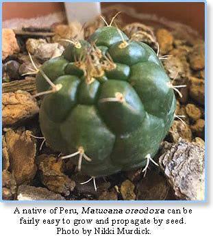 San diego cactus & succulent society 2018 summer show & sale. Matucana (2019) - Henry Shaw Cactus and Succulent Society