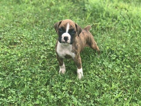 Watch a boxer named junebug and her boxer puppies. Boxer Puppies Sale | Windsor, NY #1843 | Hoobly.US