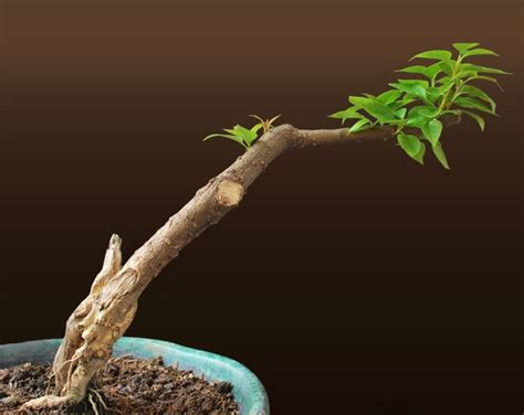 Light , medium and hard pruning. Bougainvillea Pre-Bonsai (2) Progression Series ~ Bonsai ...